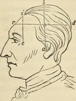 An illustration from New Physiognomy : or signs of character, as manifested through temperament and external forms, and especially in the "the human face divine." (1889)