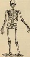 Picture 32 of 697 from New Physiognomy : or signs of character, as manifested through temperament and external forms, and especially in the "the human face divine." (1889), leaf 77