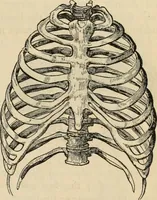 Picture 33 of 697 from New Physiognomy : or signs of character, as manifested through temperament and external forms, and especially in the "the human face divine." (1889), leaf 78