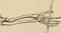 Picture 34 of 697 from New Physiognomy : or signs of character, as manifested through temperament and external forms, and especially in the "the human face divine." (1889), leaf 78
