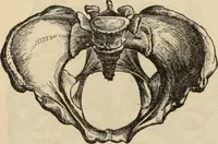 Picture 35 of 697 from New Physiognomy : or signs of character, as manifested through temperament and external forms, and especially in the "the human face divine." (1889), leaf 79