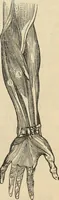 Picture 37 of 697 from New Physiognomy : or signs of character, as manifested through temperament and external forms, and especially in the "the human face divine." (1889), leaf 80