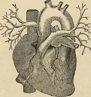Picture 38 of 697 from New Physiognomy : or signs of character, as manifested through temperament and external forms, and especially in the "the human face divine." (1889), leaf 83
