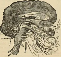 Picture 39 of 697 from New Physiognomy : or signs of character, as manifested through temperament and external forms, and especially in the "the human face divine." (1889), leaf 84