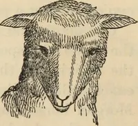 Picture 45 of 697 from New Physiognomy : or signs of character, as manifested through temperament and external forms, and especially in the "the human face divine." (1889), leaf 91