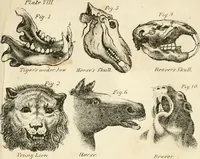 An illustration from A new system of phrenology (1839)