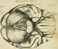 An illustration from A new system of phrenology (1839)