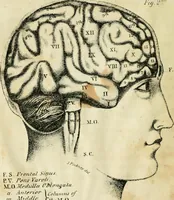 An illustration from A new system of phrenology (1839)