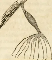 An illustration from A new system of phrenology (1839)