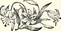 Picture 4 of 9 from The next world interviewed (1896), leaf 199