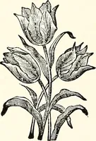 Picture 9 of 9 from The next world interviewed (1896), leaf 249