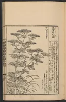 An illustration from Nezashi takara (1745)