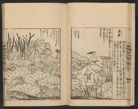 An illustration from Nezashi takara (1745)