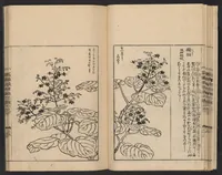 An illustration from Nezashi takara (1745)