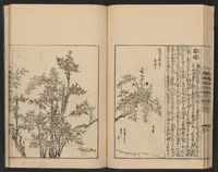 An illustration from Nezashi takara (1745)