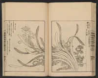 An illustration from Nezashi takara (1745)