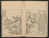 An illustration from Nezashi takara (1745)