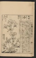 An illustration from Nezashi takara (1745)