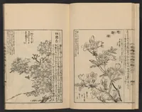 An illustration from Nezashi takara (1745)