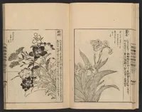An illustration from Nezashi takara (1745)