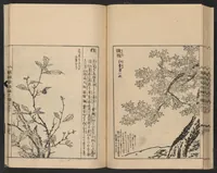 An illustration from Nezashi takara (1745)