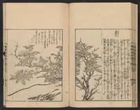 An illustration from Nezashi takara (1745)