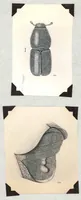 Picture 2 of 11 from A Preliminary Study of the Coleoptera Attacked White Fir (Abies Concolor) (1930), leaf 53