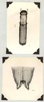 Picture 4 of 11 from A Preliminary Study of the Coleoptera Attacked White Fir (Abies Concolor) (1930), leaf 59