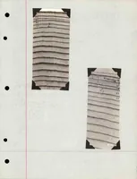 An illustration from A Preliminary Study of the Coleoptera Attacked White Fir (Abies Concolor) (1930)