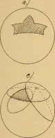 An illustration from Nicht-Euklidische Geometrie (1893)