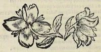 An illustration from Nicolai Parthenii Giannettasii Neapolit. Soc. Jesu. Halieutica (1689)