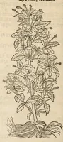Picture 2 of 27 from A nievve herball, or historie of plantes : wherin is contayned the vvhole discourse and perfect description of all sortes of herbes and plantes, their diuers & sundry kindes, their straunge figures, fashions, and shapes, their names, natures, operations and vertues : and that not onely of those whiche are here growyng in this our countrie of Englande, but of all others also of forrayne realmes, common vsed in physicke (1578), leaf 104
