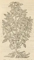 An illustration from A nievve herball, or historie of plantes : wherin is contayned the vvhole discourse and perfect description of all sortes of herbes and plantes, their diuers & sundry kindes, their straunge figures, fashions, and shapes, their names, natures, operations and vertues : and that not onely of those whiche are here growyng in this our countrie of Englande, but of all others also of forrayne realmes, common vsed in physicke (1578)