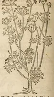 Picture 8 of 27 from A nievve herball, or historie of plantes : wherin is contayned the vvhole discourse and perfect description of all sortes of herbes and plantes, their diuers & sundry kindes, their straunge figures, fashions, and shapes, their names, natures, operations and vertues : and that not onely of those whiche are here growyng in this our countrie of Englande, but of all others also of forrayne realmes, common vsed in physicke (1578), leaf 302