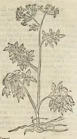 An illustration from A nievve herball, or historie of plantes : wherin is contayned the vvhole discourse and perfect description of all sortes of herbes and plantes, their diuers & sundry kindes, their straunge figures, fashions, and shapes, their names, natures, operations and vertues : and that not onely of those whiche are here growyng in this our countrie of Englande, but of all others also of forrayne realmes, common vsed in physicke (1578)