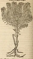 An illustration from A nievve herball, or historie of plantes : wherin is contayned the vvhole discourse and perfect description of all sortes of herbes and plantes, their diuers & sundry kindes, their straunge figures, fashions, and shapes, their names, natures, operations and vertues : and that not onely of those whiche are here growyng in this our countrie of Englande, but of all others also of forrayne realmes, common vsed in physicke (1578)