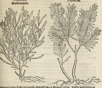 Picture 11 of 27 from A nievve herball, or historie of plantes : wherin is contayned the vvhole discourse and perfect description of all sortes of herbes and plantes, their diuers & sundry kindes, their straunge figures, fashions, and shapes, their names, natures, operations and vertues : and that not onely of those whiche are here growyng in this our countrie of Englande, but of all others also of forrayne realmes, common vsed in physicke (1578), leaf 397