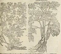 An illustration from A nievve herball, or historie of plantes : wherin is contayned the vvhole discourse and perfect description of all sortes of herbes and plantes, their diuers & sundry kindes, their straunge figures, fashions, and shapes, their names, natures, operations and vertues : and that not onely of those whiche are here growyng in this our countrie of Englande, but of all others also of forrayne realmes, common vsed in physicke (1578)