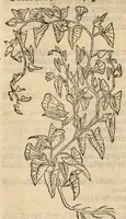 Picture 14 of 27 from A nievve herball, or historie of plantes : wherin is contayned the vvhole discourse and perfect description of all sortes of herbes and plantes, their diuers & sundry kindes, their straunge figures, fashions, and shapes, their names, natures, operations and vertues : and that not onely of those whiche are here growyng in this our countrie of Englande, but of all others also of forrayne realmes, common vsed in physicke (1578), leaf 420