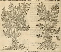 Picture 15 of 27 from A nievve herball, or historie of plantes : wherin is contayned the vvhole discourse and perfect description of all sortes of herbes and plantes, their diuers & sundry kindes, their straunge figures, fashions, and shapes, their names, natures, operations and vertues : and that not onely of those whiche are here growyng in this our countrie of Englande, but of all others also of forrayne realmes, common vsed in physicke (1578), leaf 432