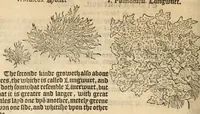 Picture 16 of 27 from A nievve herball, or historie of plantes : wherin is contayned the vvhole discourse and perfect description of all sortes of herbes and plantes, their diuers & sundry kindes, their straunge figures, fashions, and shapes, their names, natures, operations and vertues : and that not onely of those whiche are here growyng in this our countrie of Englande, but of all others also of forrayne realmes, common vsed in physicke (1578), leaf 440