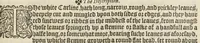 An illustration from A nievve herball, or historie of plantes : wherin is contayned the vvhole discourse and perfect description of all sortes of herbes and plantes, their diuers & sundry kindes, their straunge figures, fashions, and shapes, their names, natures, operations and vertues : and that not onely of those whiche are here growyng in this our countrie of Englande, but of all others also of forrayne realmes, common vsed in physicke (1578)