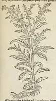 Picture 19 of 27 from A nievve herball, or historie of plantes : wherin is contayned the vvhole discourse and perfect description of all sortes of herbes and plantes, their diuers & sundry kindes, their straunge figures, fashions, and shapes, their names, natures, operations and vertues : and that not onely of those whiche are here growyng in this our countrie of Englande, but of all others also of forrayne realmes, common vsed in physicke (1578), leaf 585