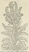 Picture 20 of 27 from A nievve herball, or historie of plantes : wherin is contayned the vvhole discourse and perfect description of all sortes of herbes and plantes, their diuers & sundry kindes, their straunge figures, fashions, and shapes, their names, natures, operations and vertues : and that not onely of those whiche are here growyng in this our countrie of Englande, but of all others also of forrayne realmes, common vsed in physicke (1578), leaf 585