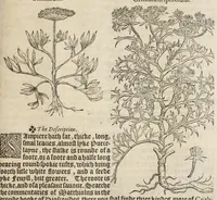 Picture 21 of 27 from A nievve herball, or historie of plantes : wherin is contayned the vvhole discourse and perfect description of all sortes of herbes and plantes, their diuers & sundry kindes, their straunge figures, fashions, and shapes, their names, natures, operations and vertues : and that not onely of those whiche are here growyng in this our countrie of Englande, but of all others also of forrayne realmes, common vsed in physicke (1578), leaf 605