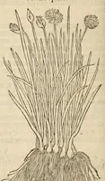 Picture 22 of 27 from A nievve herball, or historie of plantes : wherin is contayned the vvhole discourse and perfect description of all sortes of herbes and plantes, their diuers & sundry kindes, their straunge figures, fashions, and shapes, their names, natures, operations and vertues : and that not onely of those whiche are here growyng in this our countrie of Englande, but of all others also of forrayne realmes, common vsed in physicke (1578), leaf 670