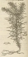 An illustration from A nievve herball, or historie of plantes : wherin is contayned the vvhole discourse and perfect description of all sortes of herbes and plantes, their diuers & sundry kindes, their straunge figures, fashions, and shapes, their names, natures, operations and vertues : and that not onely of those whiche are here growyng in this our countrie of Englande, but of all others also of forrayne realmes, common vsed in physicke (1578)