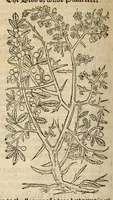 Picture 25 of 27 from A nievve herball, or historie of plantes : wherin is contayned the vvhole discourse and perfect description of all sortes of herbes and plantes, their diuers & sundry kindes, their straunge figures, fashions, and shapes, their names, natures, operations and vertues : and that not onely of those whiche are here growyng in this our countrie of Englande, but of all others also of forrayne realmes, common vsed in physicke (1578), leaf 748