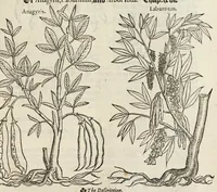 Picture 26 of 27 from A nievve herball, or historie of plantes : wherin is contayned the vvhole discourse and perfect description of all sortes of herbes and plantes, their diuers & sundry kindes, their straunge figures, fashions, and shapes, their names, natures, operations and vertues : and that not onely of those whiche are here growyng in this our countrie of Englande, but of all others also of forrayne realmes, common vsed in physicke (1578), leaf 769