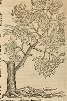 An illustration from A nievve herball, or historie of plantes : wherin is contayned the vvhole discourse and perfect description of all sortes of herbes and plantes, their diuers & sundry kindes, their straunge figures, fashions, and shapes, their names, natures, operations and vertues : and that not onely of those whiche are here growyng in this our countrie of Englande, but of all others also of forrayne realmes, common vsed in physicke (1578)